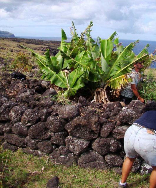 Laboratorio KLORANE junto a CONAF dan inicio a proyecto de conservación de flora endémica y nativa de Rapa Nui