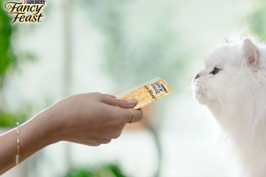 Snacks Purée Kiss una revolución de sabor para tus gatos